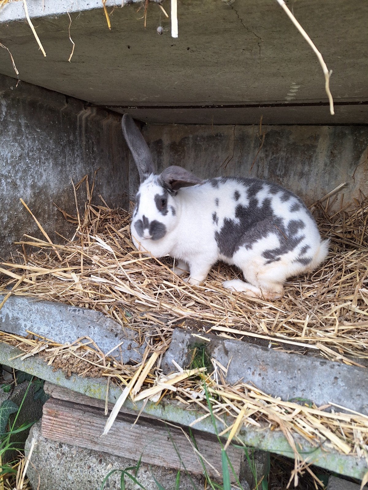 Mooie drachtige voedster, Dieren en Toebehoren, Konijnen