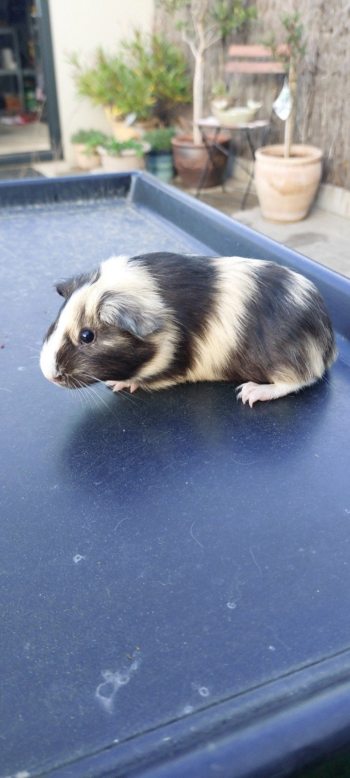 Jonge cavia's te koop, zeugjes en beertjes, Augustus, Meerdere dieren, Cavia
