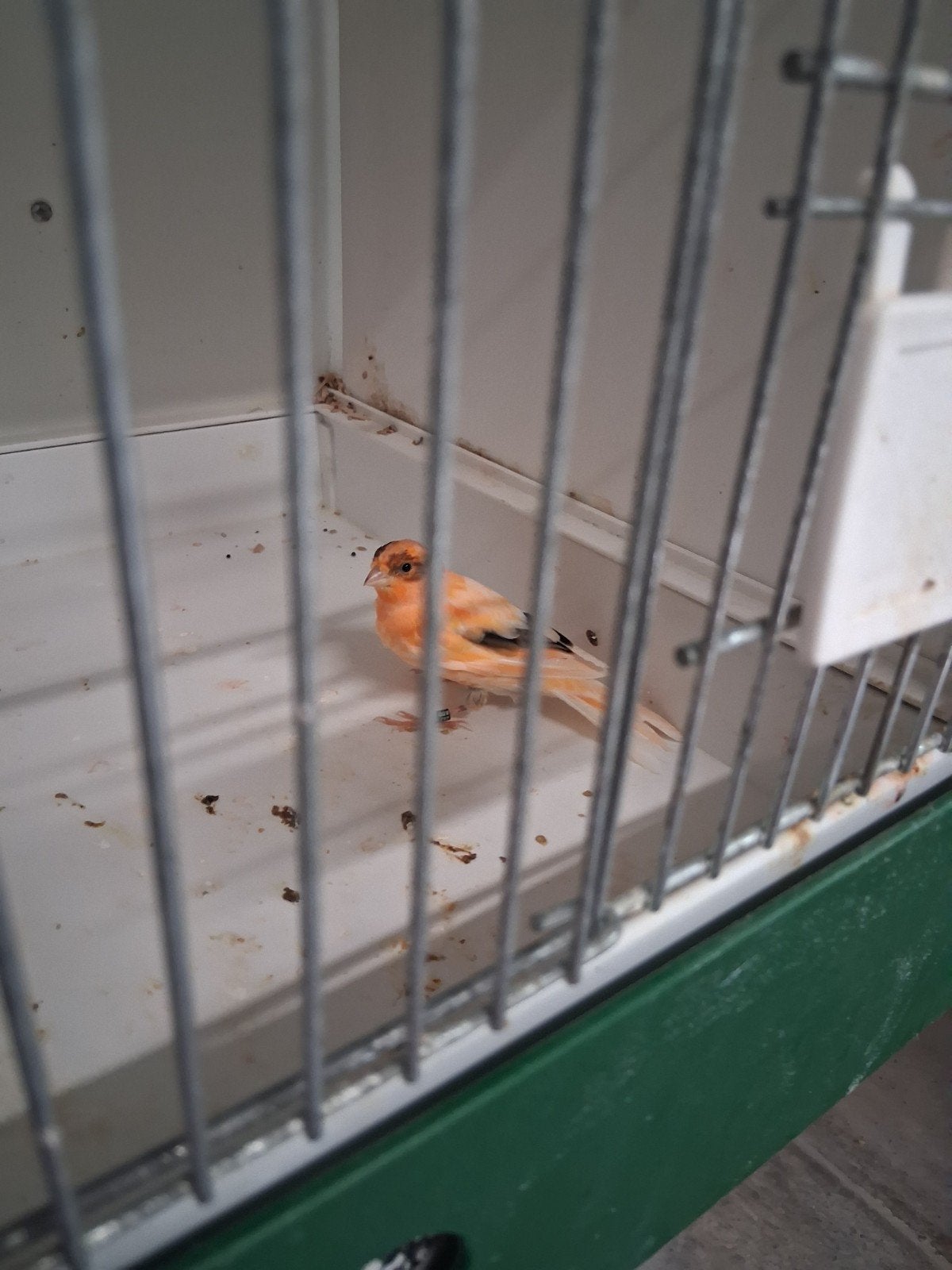 harlekijn kanarie, Dieren en Toebehoren, Vogels | Kanaries