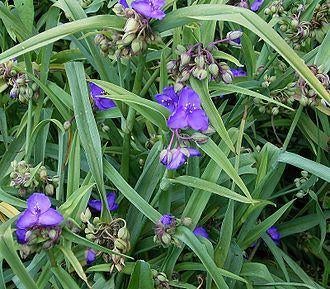 Eendagsbloem - Tradescantia virginiana., Tuin en Terras, Planten | Tuinplanten, Ophalen, Lente, Vaste plant, Volle zon