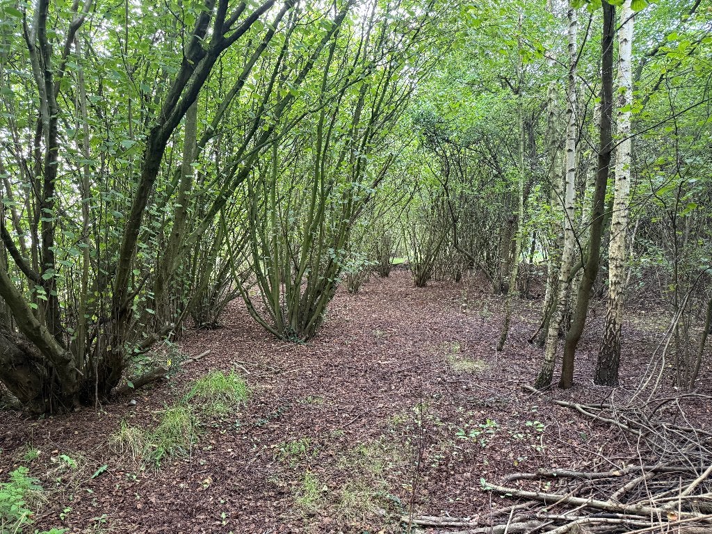 Gratis hout Kapellen (toekomstige paardewei gratis), 6 m³ of meer, Ophalen of Verzenden, Overige houtsoorten, Takken