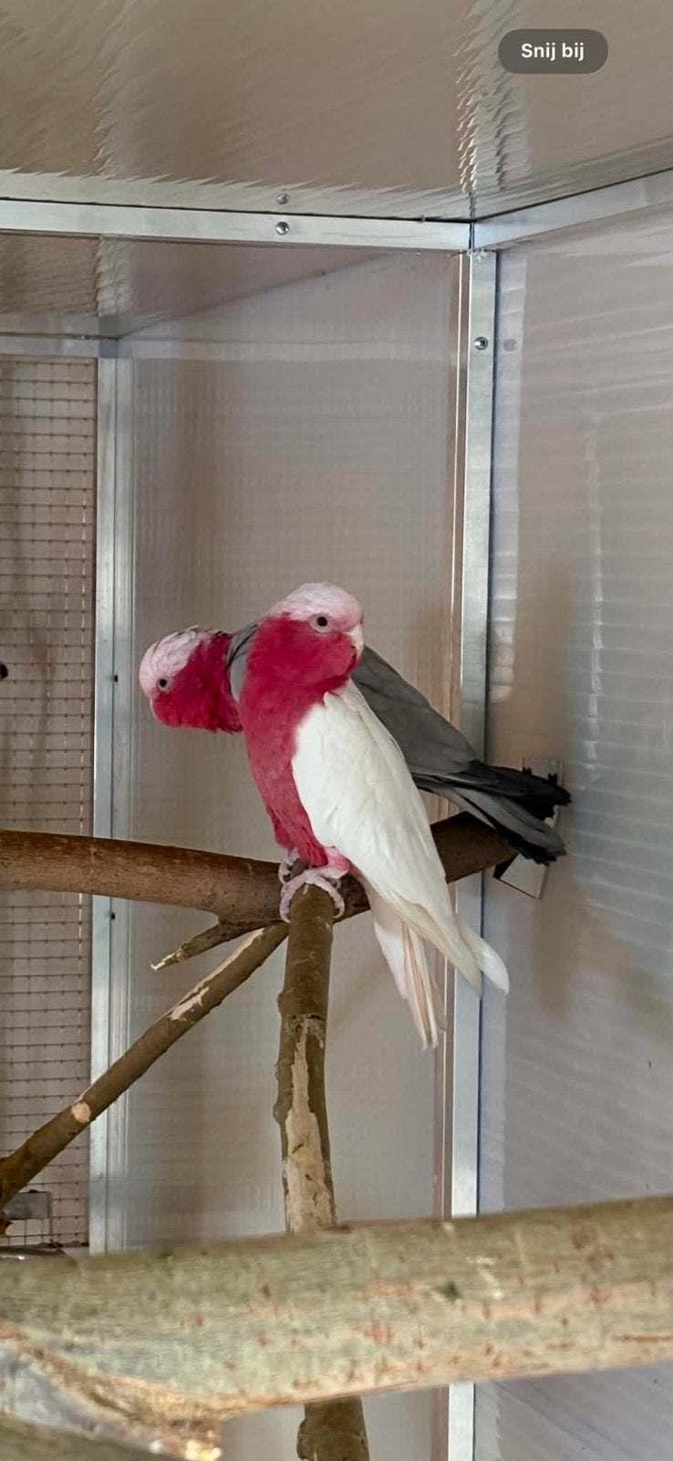 Koppel rose kaketoe’s, Meerdere dieren