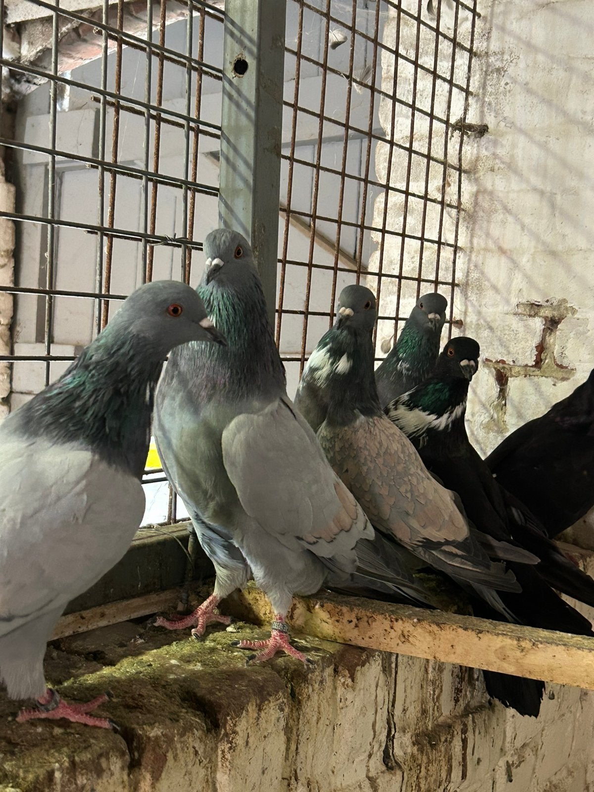26 prachtige grote ras duiven couchois, Dieren en Toebehoren, Meerdere dieren, Overige soorten
