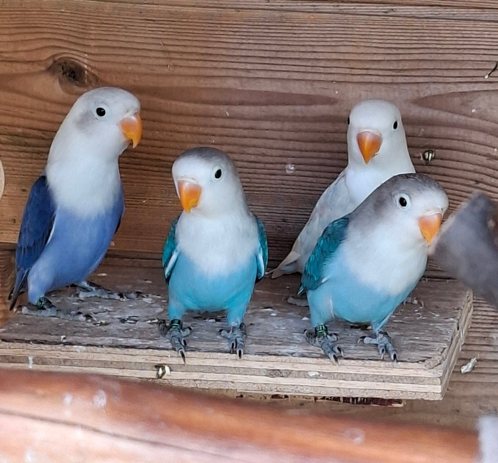 Jonge dwergpapegaaitjes, Plusieurs animaux, Perroquet nain ou Inséparable, Bagué