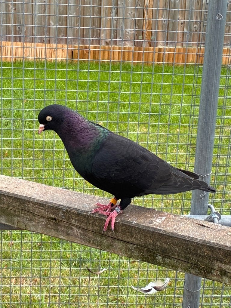 Belgische tuimelaars, Dieren en Toebehoren