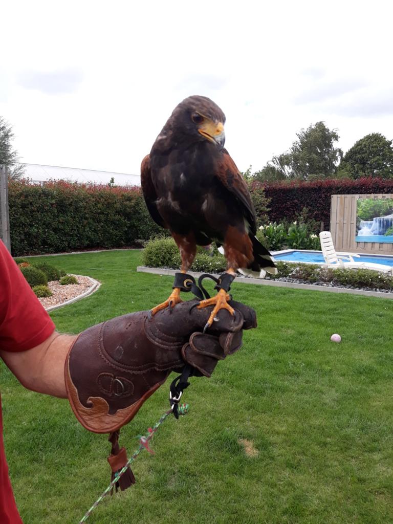 woestijnbuized, Meerdere dieren, Roofvogel