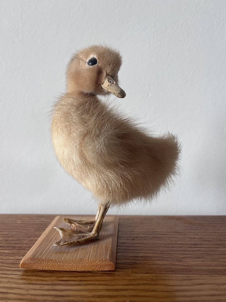 Prachtig opgezet eendenkuikentje - vintage taxidermie, Ophalen, Gebruikt, Vogel, Opgezet dier