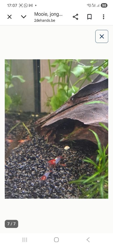Mooie, jonge garnalen neocaridina red rili, Dieren en Toebehoren, Kreeft, Krab of Garnaal, Zoetwatervis