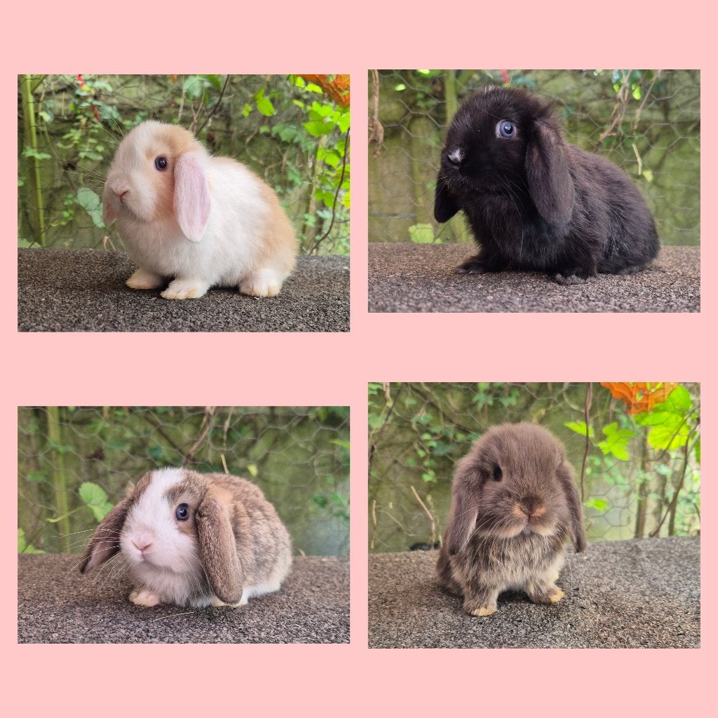 MINILOP/NHD VOEDSTERS, Dieren en Toebehoren, Vrouwelijk, Dwerg, Hangoor, 0 tot 2 jaar
