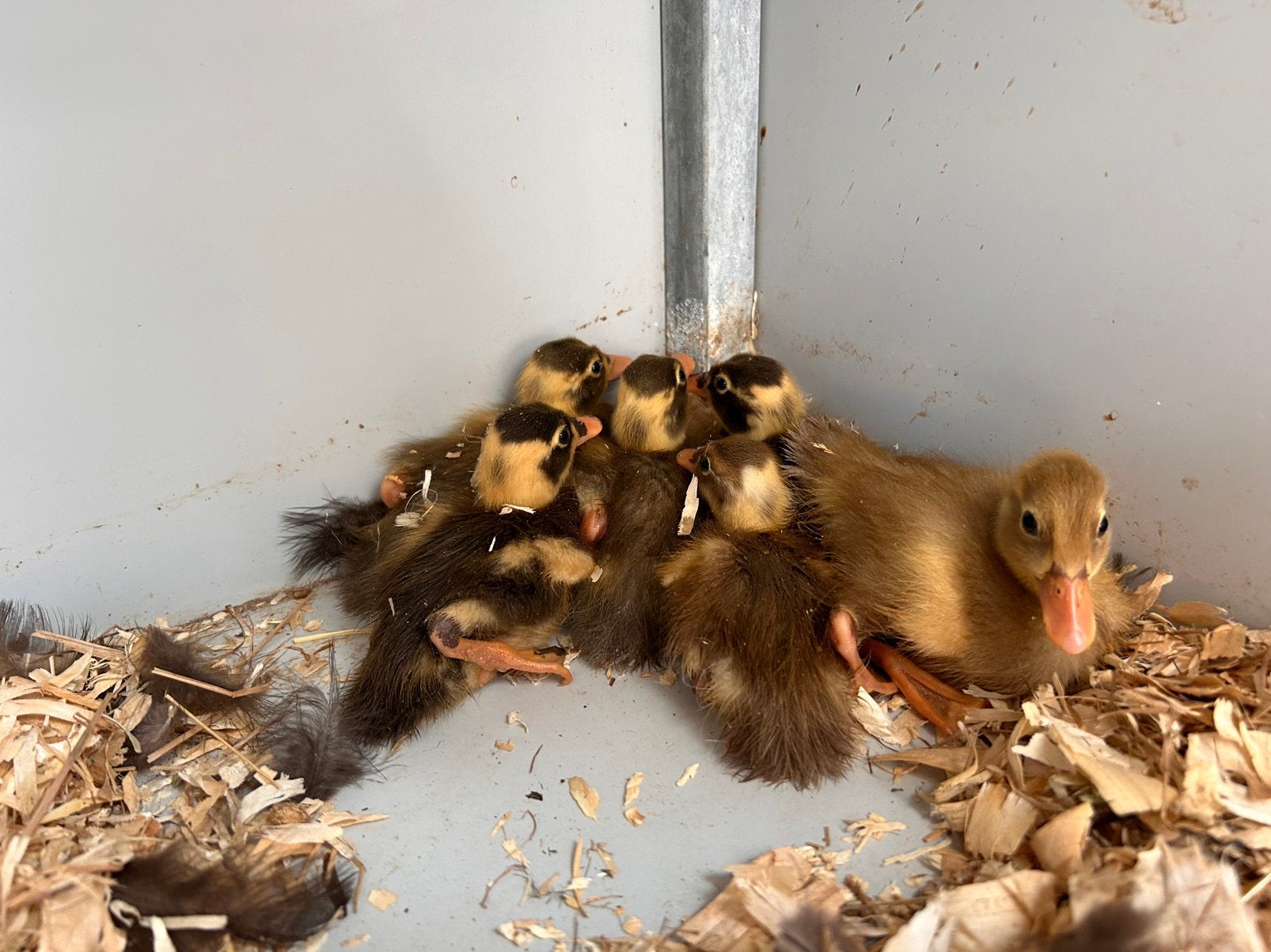 Loopeend kuikens, Dieren en Toebehoren, Geslacht onbekend, Eend