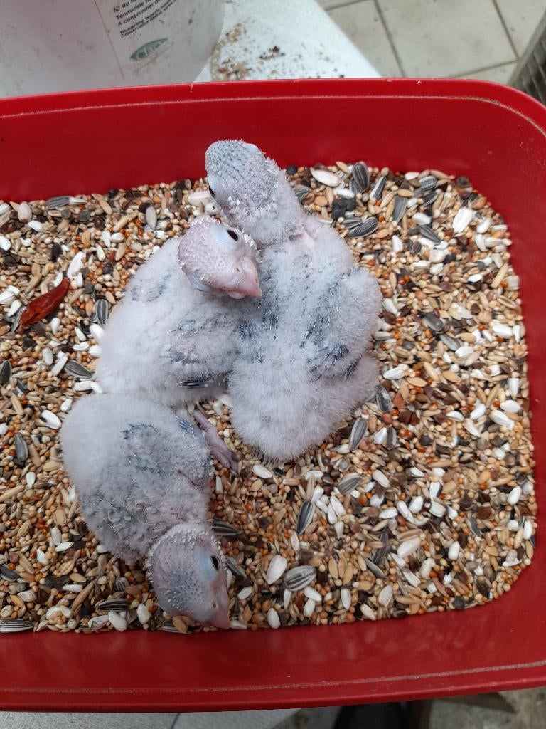 4 jongen pyrrhuras, Dieren en Toebehoren, Vogels | Parkieten en Papegaaien, Geringd