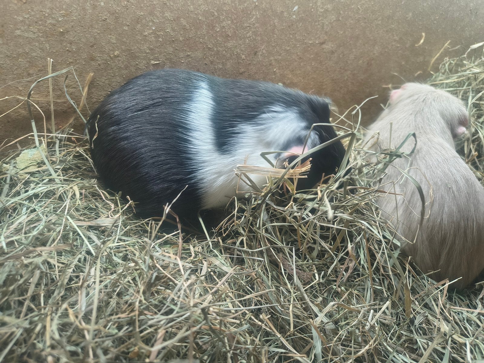 GRATIS cavia's. 5 beertjes en 4 zeugjes., Animaux & Accessoires, Avril, Plusieurs animaux, Cobaye