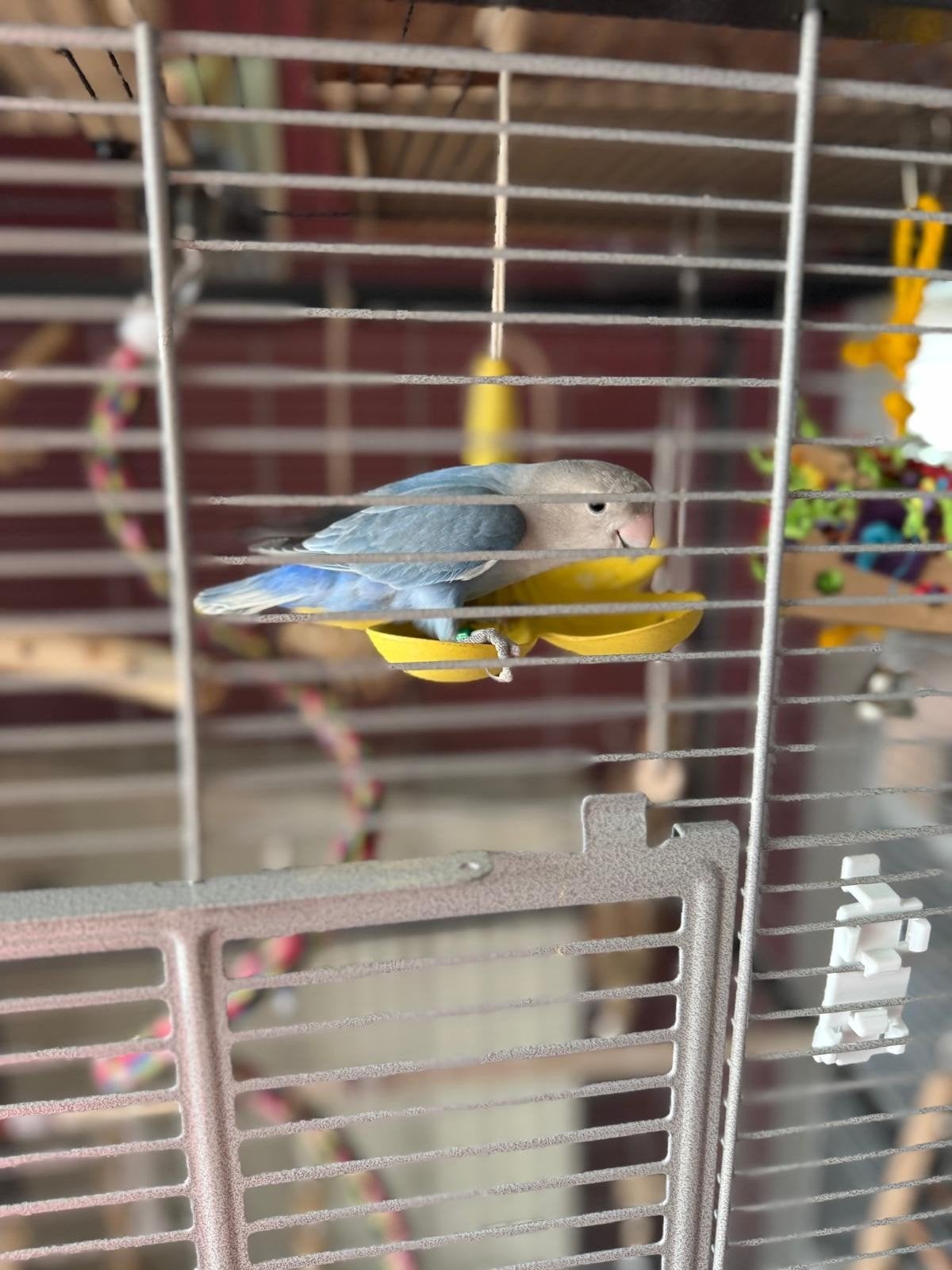 vogel met kooi te koop, Sexe inconnu, Perroquet nain ou Inséparable, Domestique