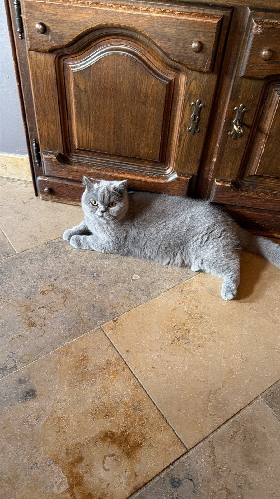 Brits korthaar  poes, Chatte ou Chat, Avec puce électronique, 0 à 2 ans