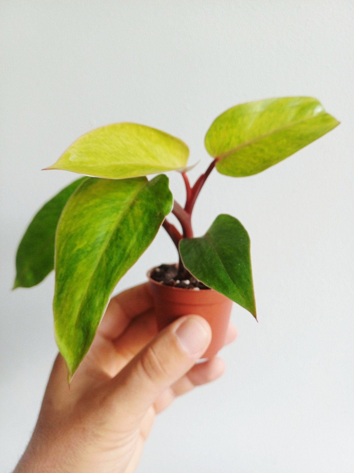 Philodendron Painted Lady, Huis en Inrichting, Overige soorten, In pot, Minder dan 100 cm, Groene kamerplant