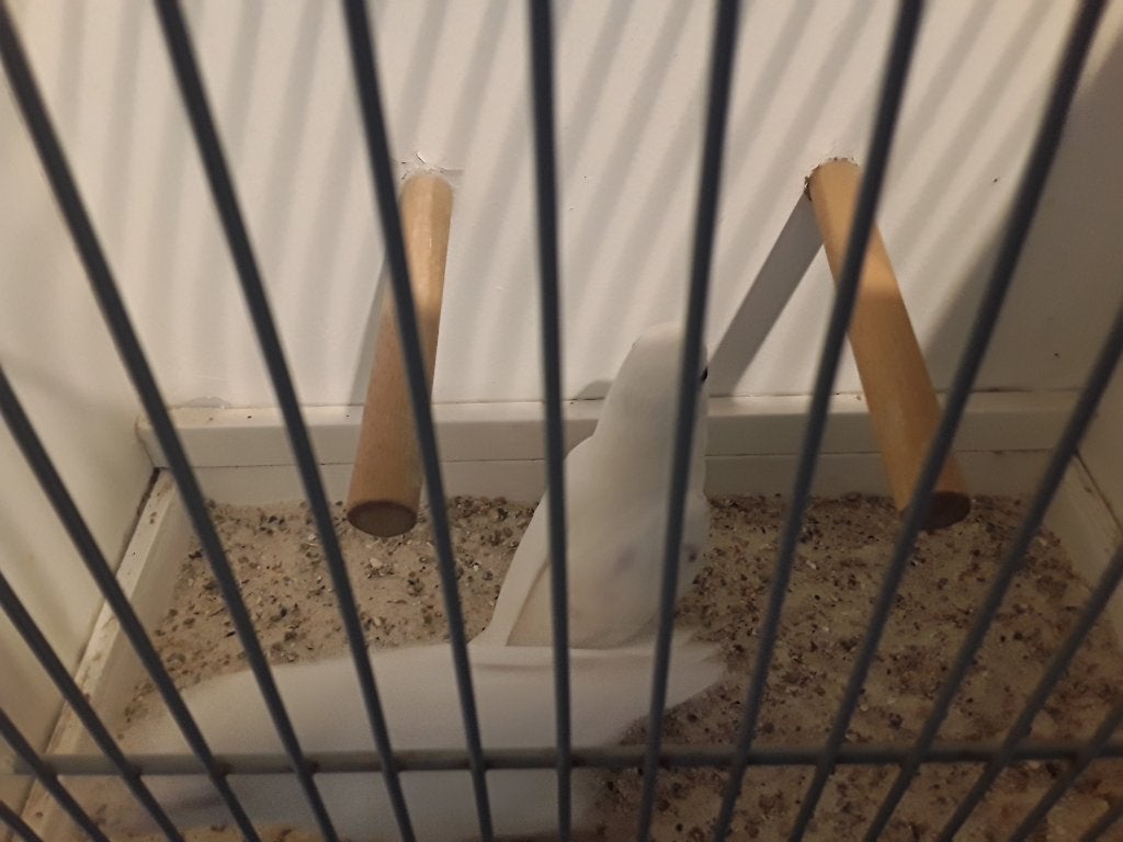 Broedrijpe ficherie, Dieren en Toebehoren, Meerdere dieren, Dwergpapegaai of Agapornis, Geringd