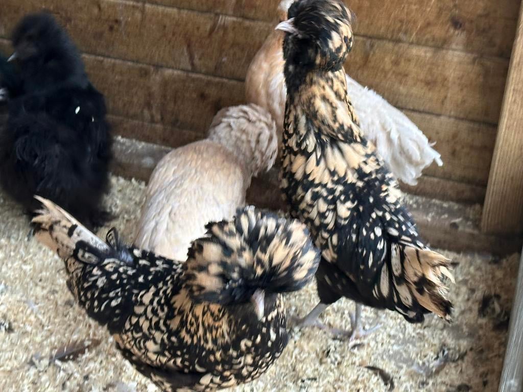 Padua kippen, Dieren en Toebehoren
