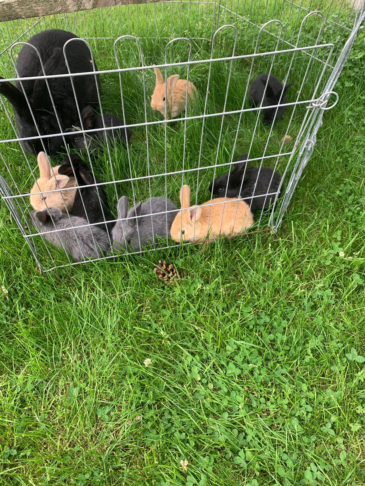 Vlaamse reuzen raszuivere konijnen, Dieren en Toebehoren, Konijnen