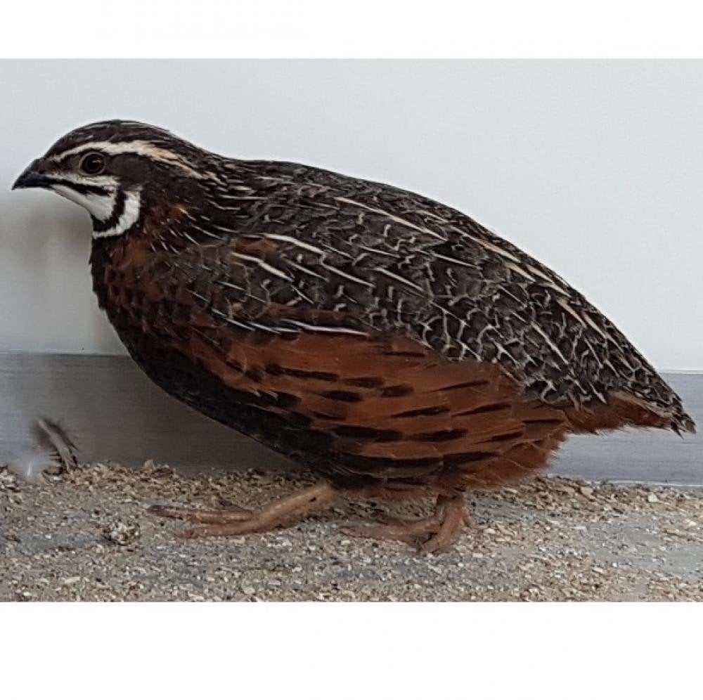 Kweek koppel Harlekijn kwartels, Animaux & Accessoires, Oiseaux | Oiseaux Autre, Plusieurs animaux