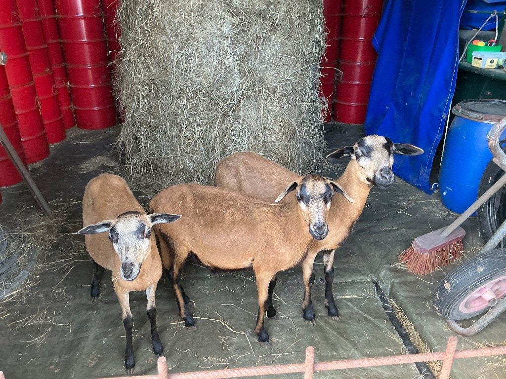 Handtamme Barbados schaapjes, Animaux & Accessoires, Plusieurs animaux, Mouton, 0 à 2 ans