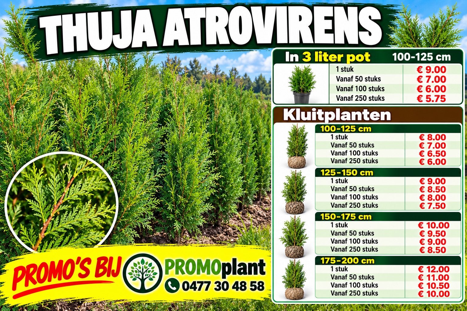 ‼️thuja plicata aan PROMOprijzen bij PROMOplant‼️, Tuin en Terras, Ophalen, Zo goed als nieuw