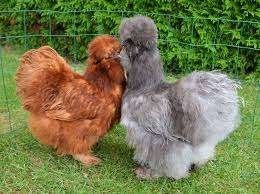 oiseaux à soie et autres races 4+1 gratuit 0499/082381, Animaux & Accessoires, Femelle, Poule ou poulet