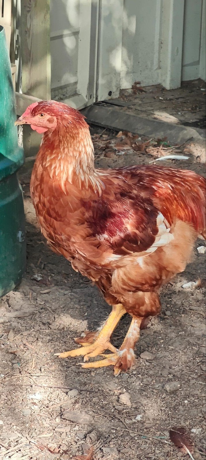 Rhode Island /Brahma, Dieren en Toebehoren