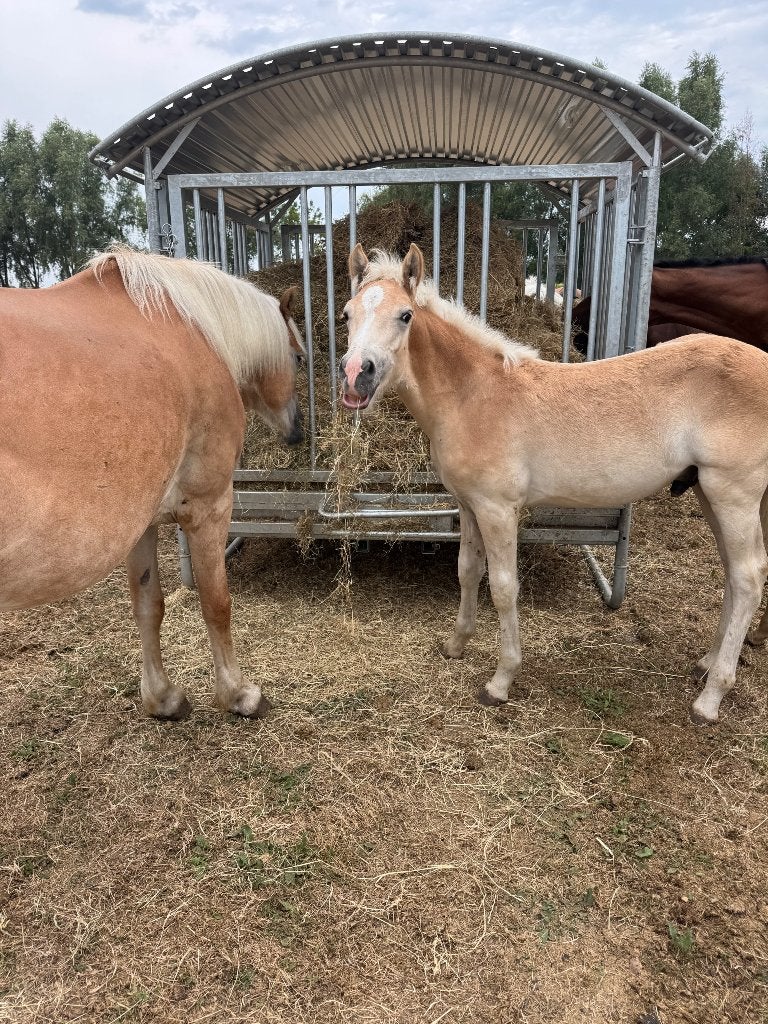 Haflinger veulen (hengst) te koop, Hengst, Onbeleerd, Met stamboom, 0 tot 2 jaar