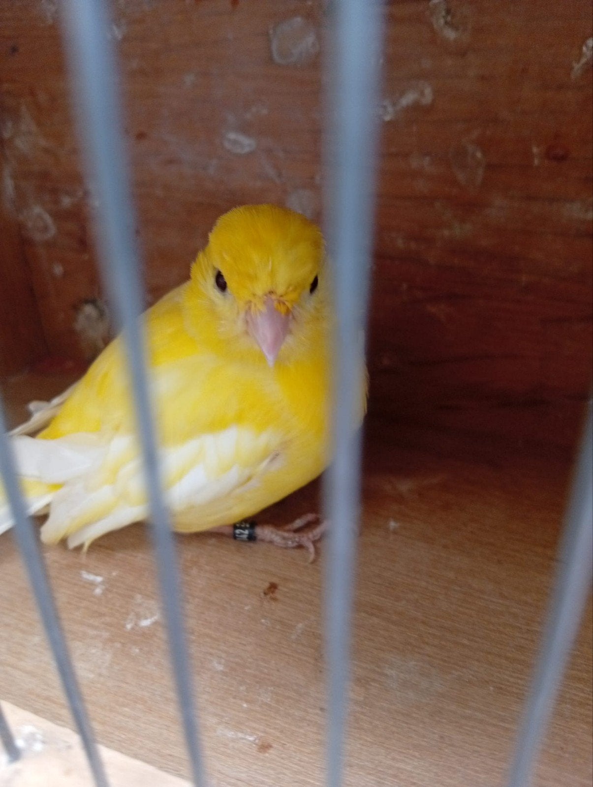 fice fancy canaris, Animaux & Accessoires, Oiseaux | Canaris