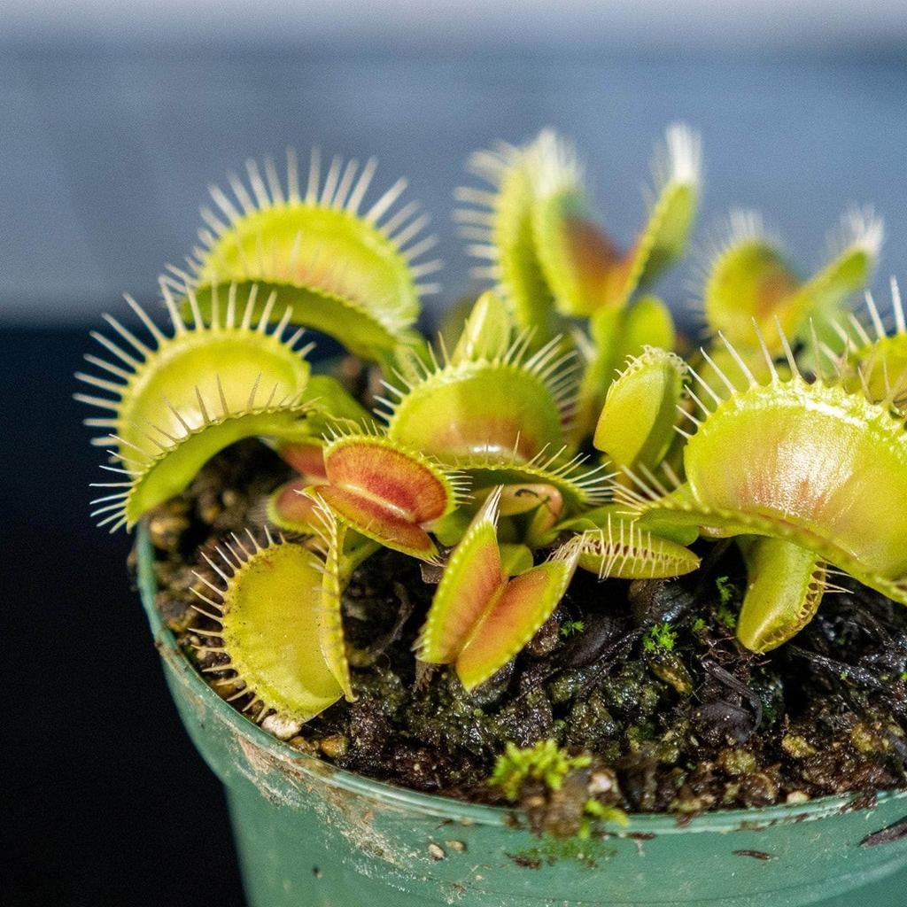 Plantes carnivores (piège à mouches Venus), Autres espèces, Plein soleil, Été, Enlèvement