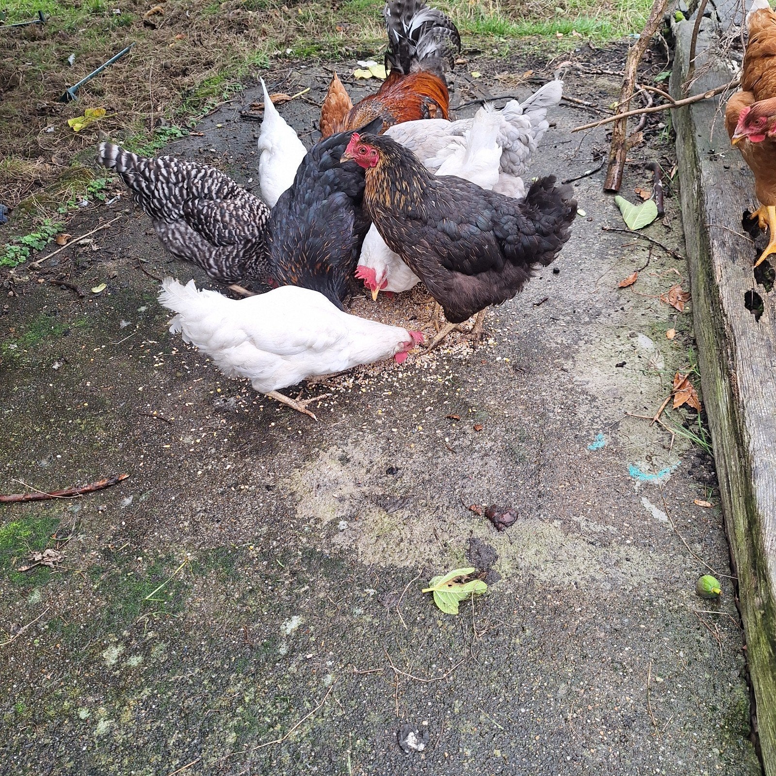 leghennen, Femelle, Poule ou poulet