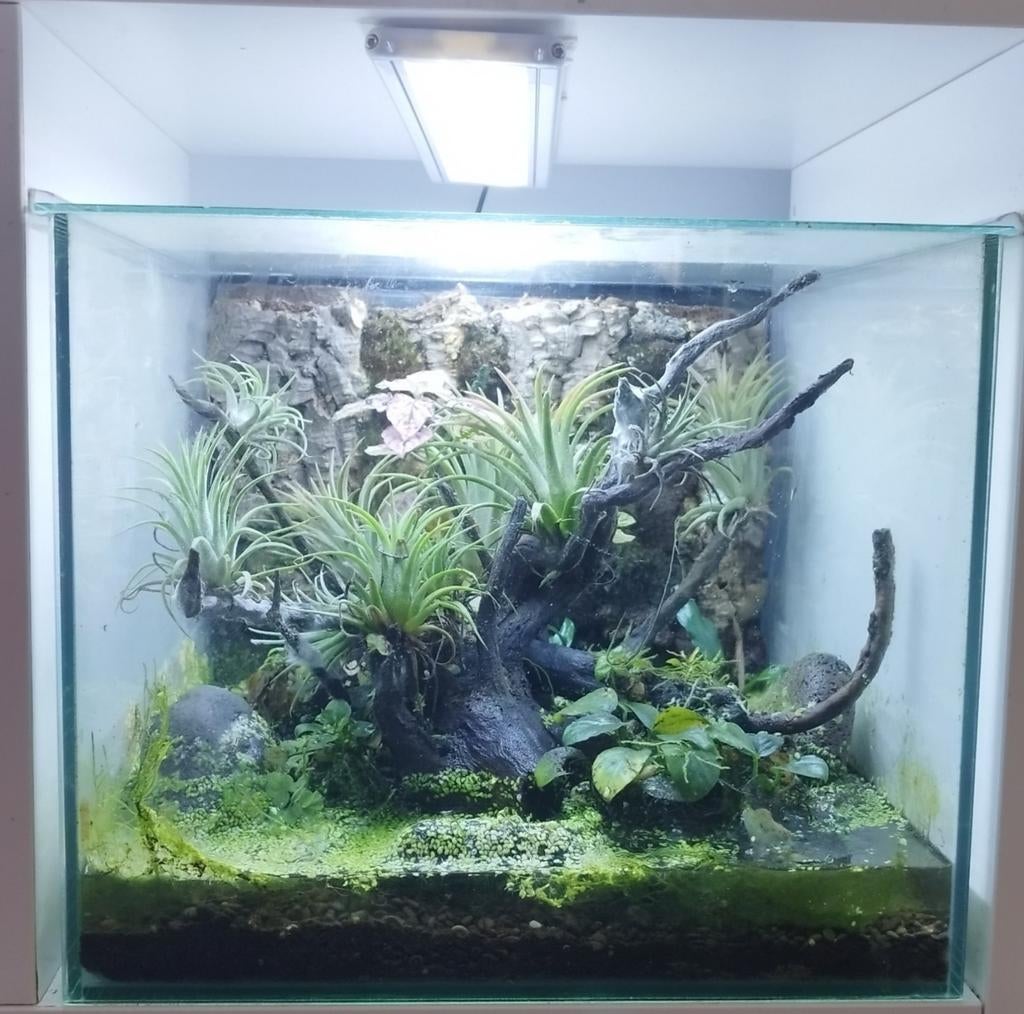 Terrarium vivarium aquarium, Dieren en Toebehoren, Vissen | Aquaria en Toebehoren, Ophalen, Zo goed als nieuw, Gevuld zoetwateraquarium