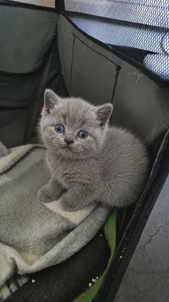 Britse Korthaar Kittens met Stamboom, Chat, Avec pedigree, 0 à 2 ans