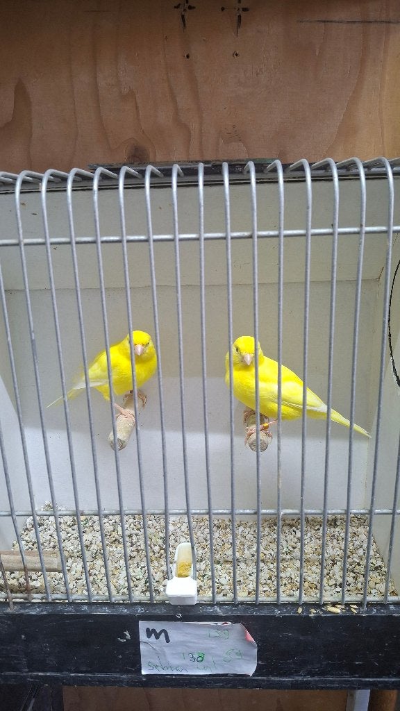 Gele kanariemannen te koop, Dieren en Toebehoren, Mannelijk, Kleurkanarie