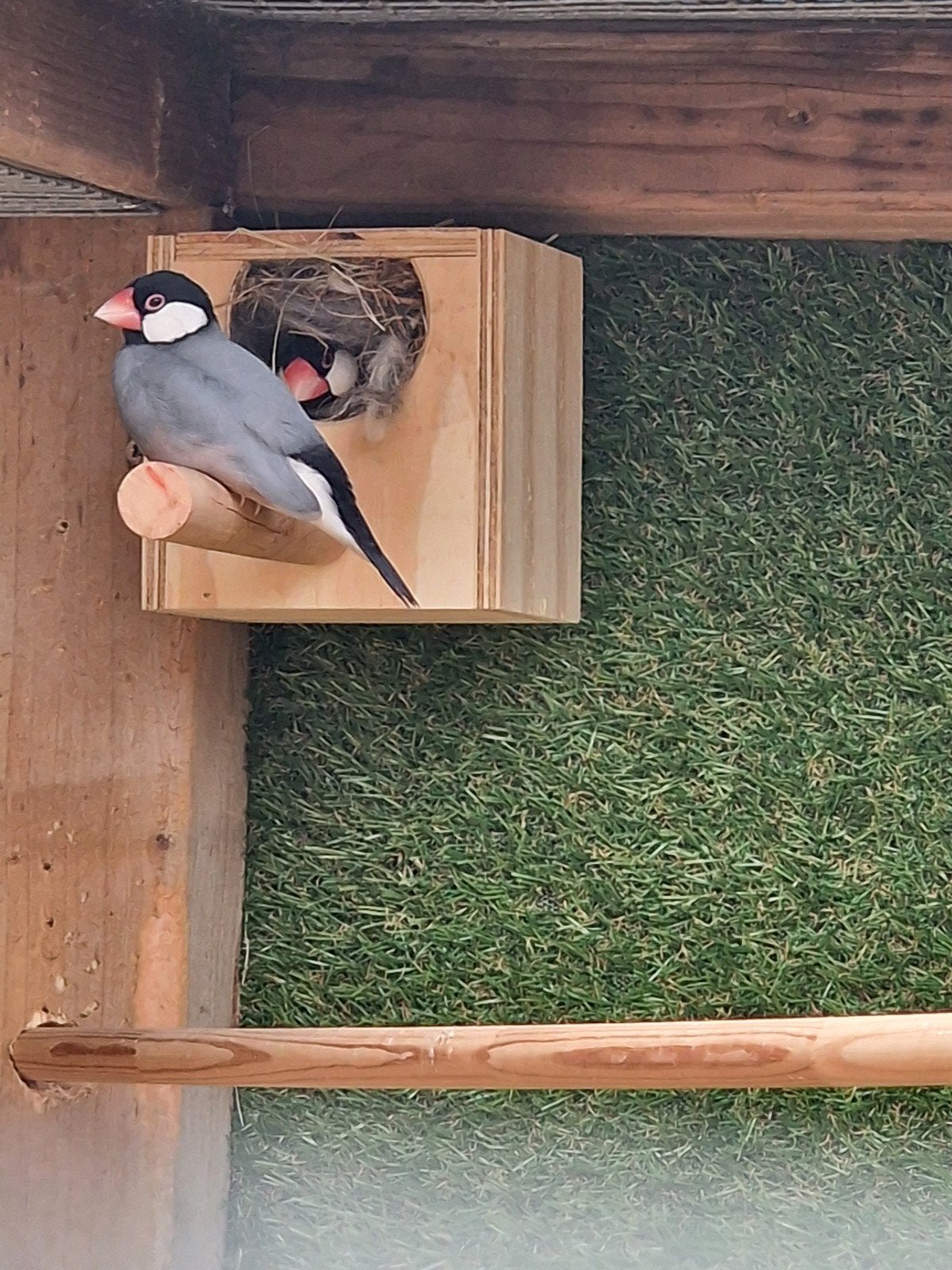 koppel padda's wildkleur, Animaux & Accessoires
