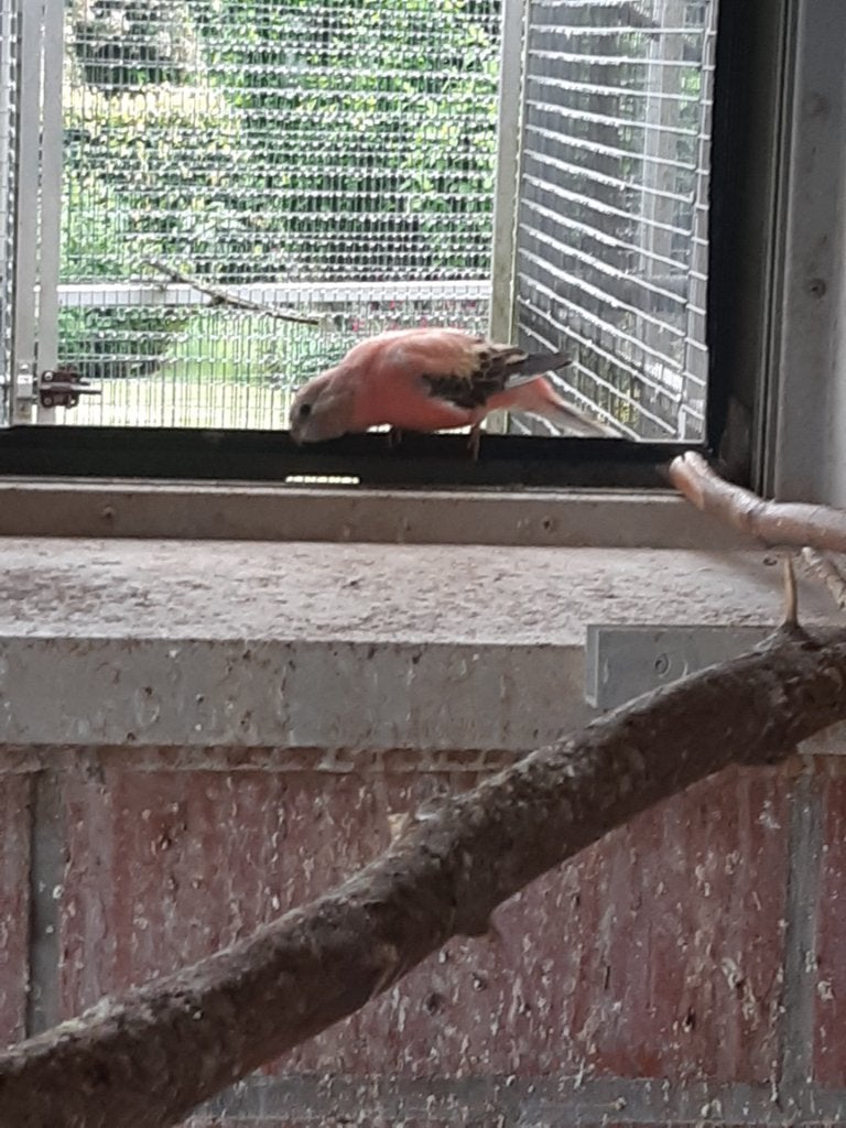 Roze Bourke, Femelle, Perruche, Bagué