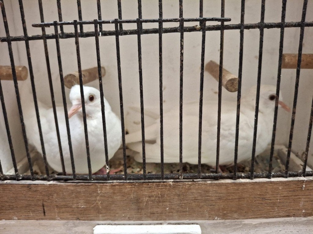 mooi, jong onverwant koppel tortelduifjes, Dieren en Toebehoren, Vogels | Overige Vogels