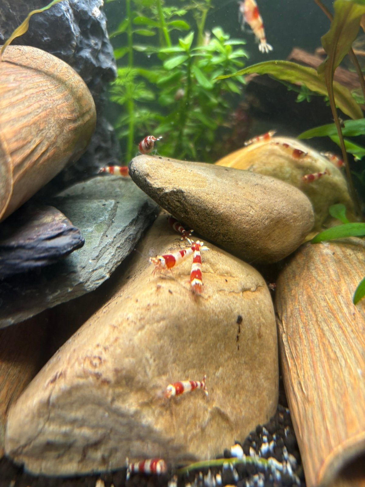 Cardina Crystal red garnalen kraanwater, Kreeft, Krab of Garnaal, Zoetwatervis, Schoolvis
