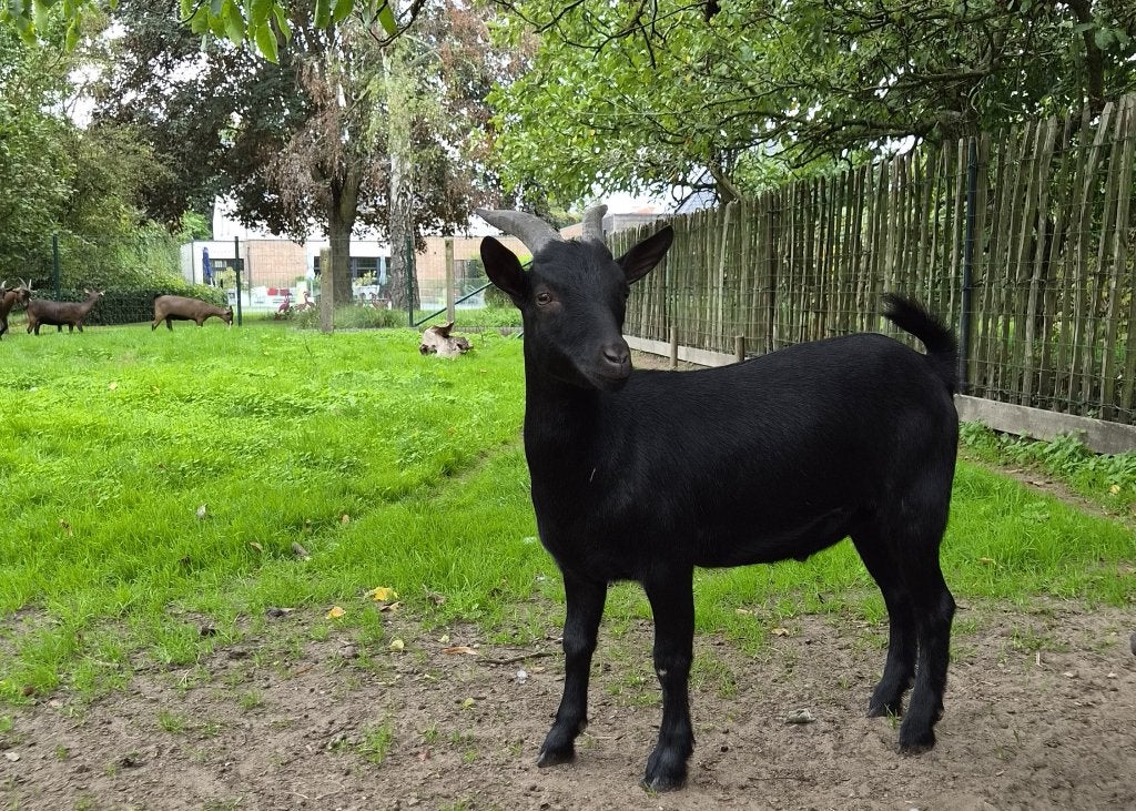 Zeer mooi zwart tuin geitje - jong handtam dwerggeitje, Animaux & Accessoires, Mâle, Chèvre, 0 à 2 ans