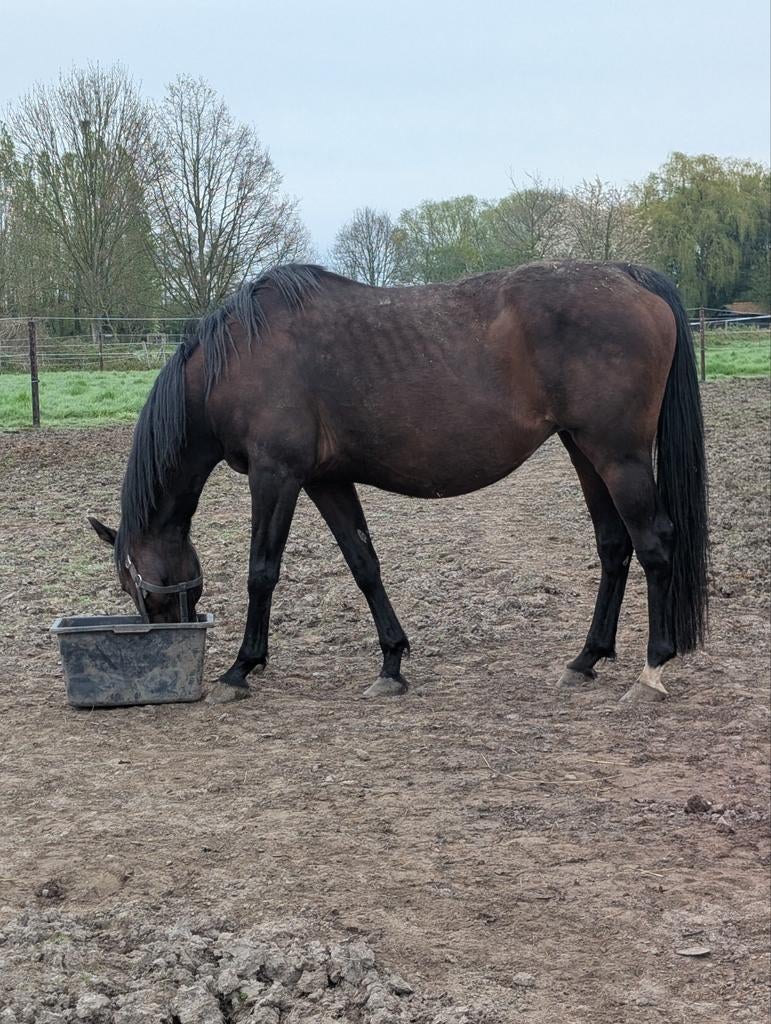 Drachtige BWP-merrie, Dieren en Toebehoren, Merrie