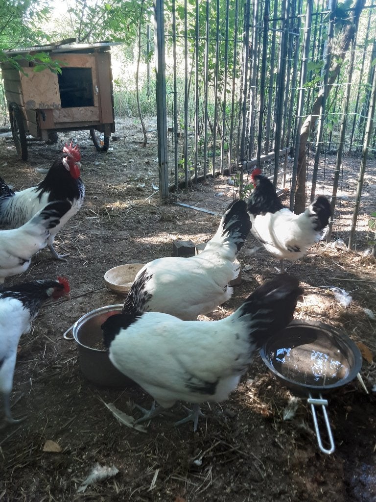 Poules et coq Lakenvelder, Enlèvement