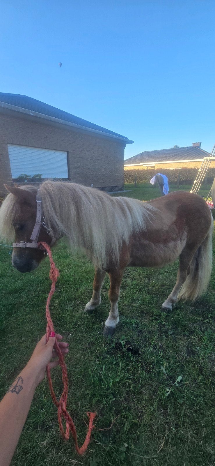 Shetland hengstje met stamboom te koop, 2jaar, Juin, Mâle