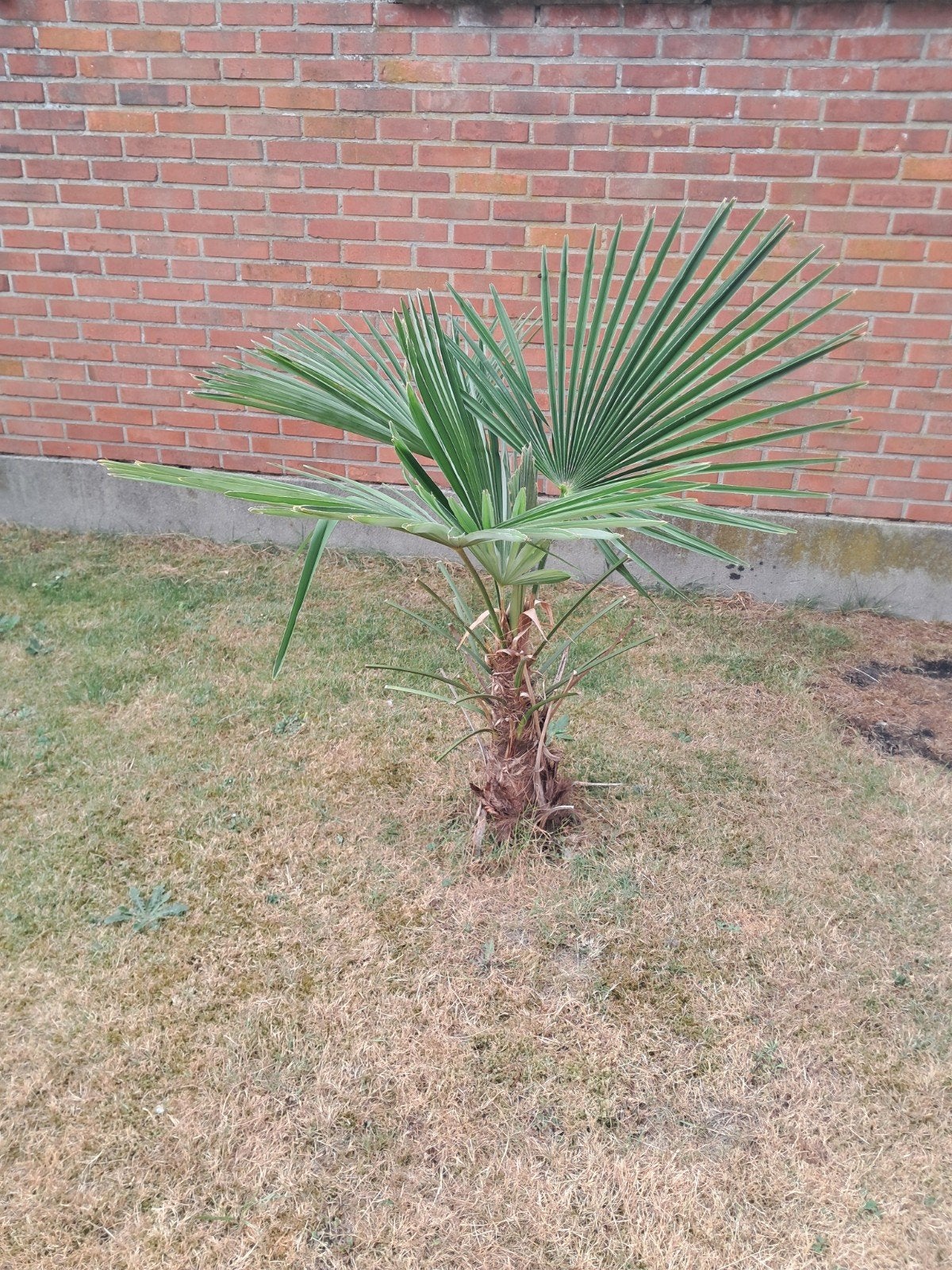 Palmboom, Tuin en Terras, Planten | Tuinplanten, Ophalen, Vaste plant