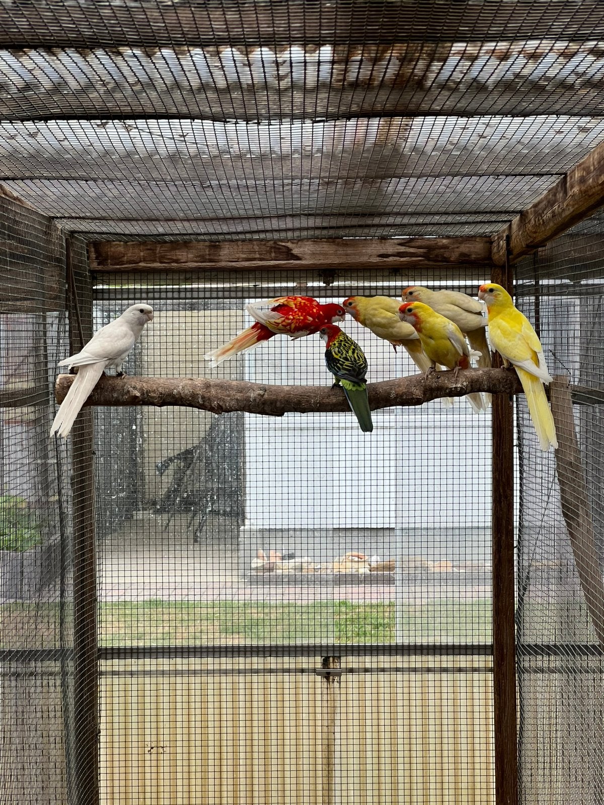 Onverwante koppels Pennant Rosella Parkieten 2026, Meerdere dieren, Parkiet, Geringd