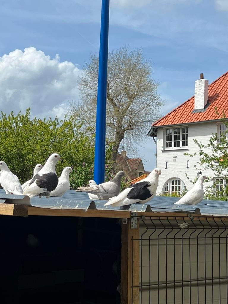 Duivin Groep te koop 600€, Dieren en Toebehoren