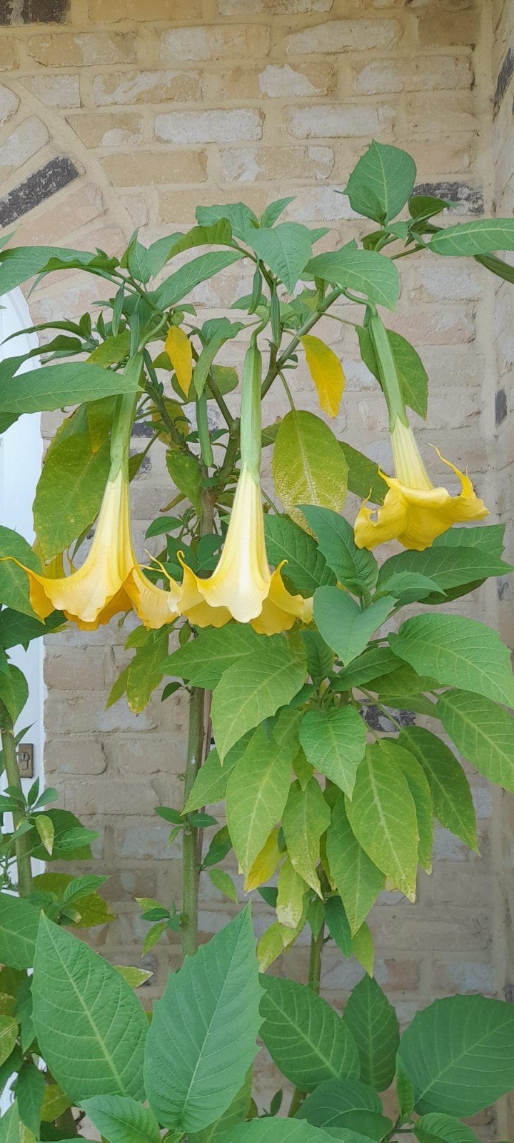 Trompette Brugmansia Angel Datura jaune 70 à 90 cm, Jardin & Terrasse, Plantes | Jardin, Enlèvement, Été, Plante fixe, Plein soleil