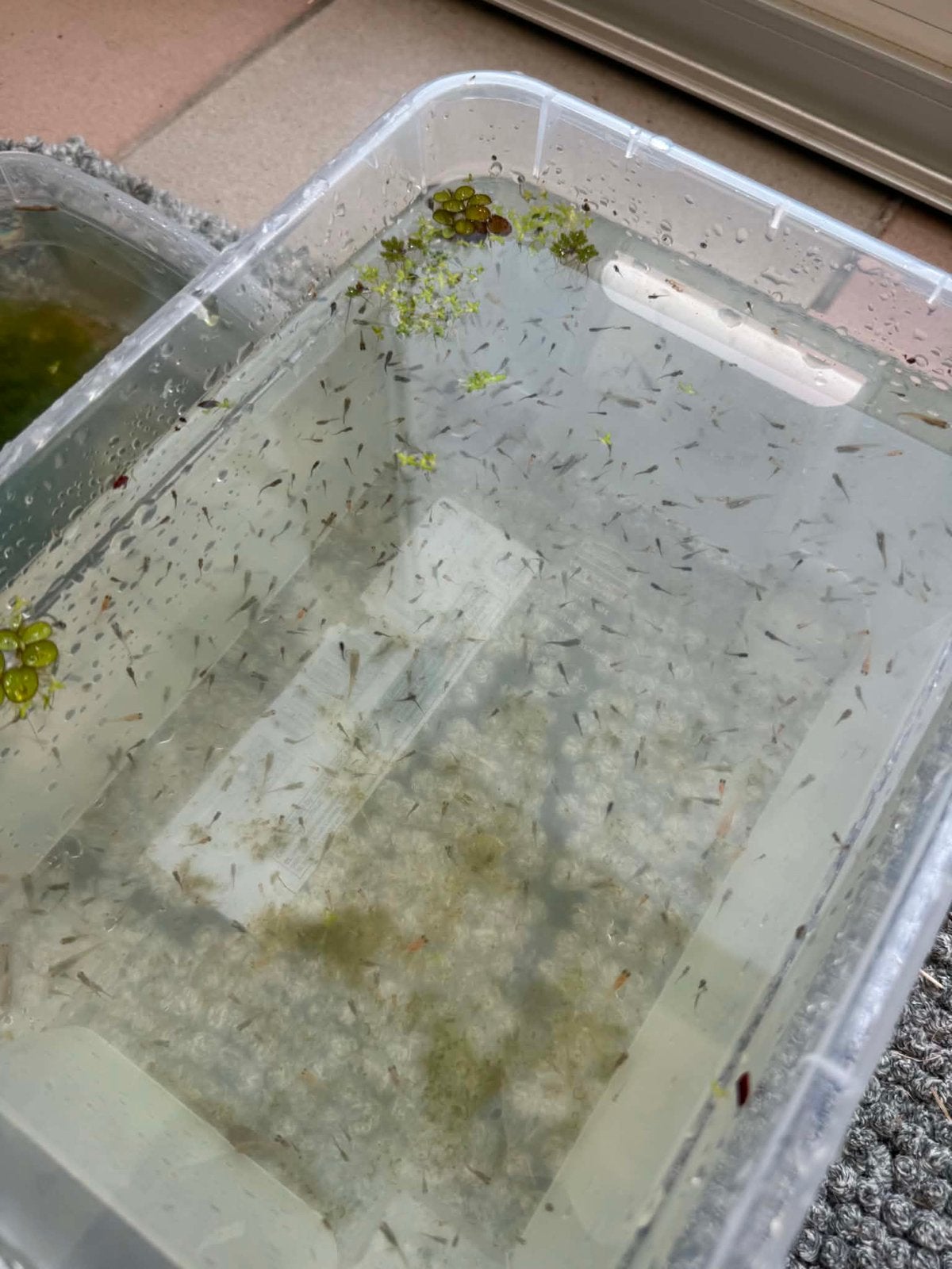 Jonge Medaka visjes te koop, Dieren en Toebehoren, Vissen | Aquariumvissen, Vis, Zoetwatervis, Schoolvis