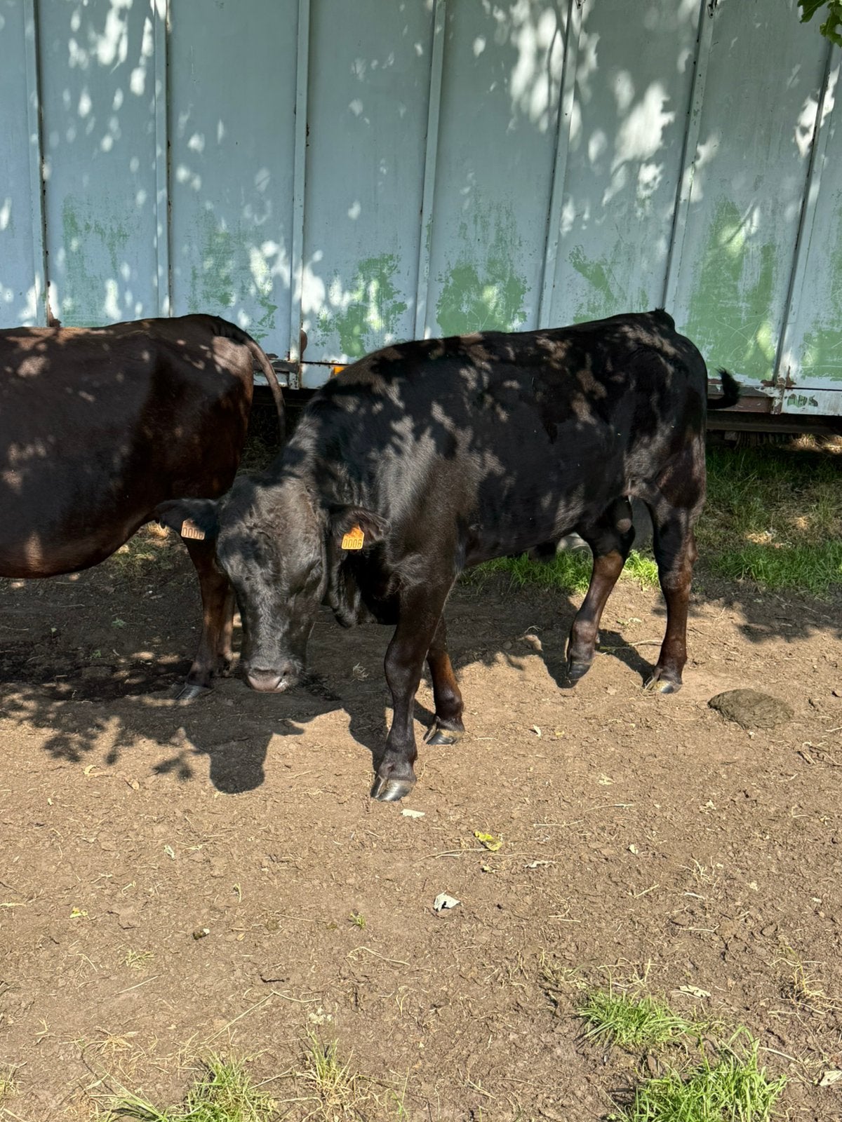 Wagyu stier, Dieren en Toebehoren, Runderen