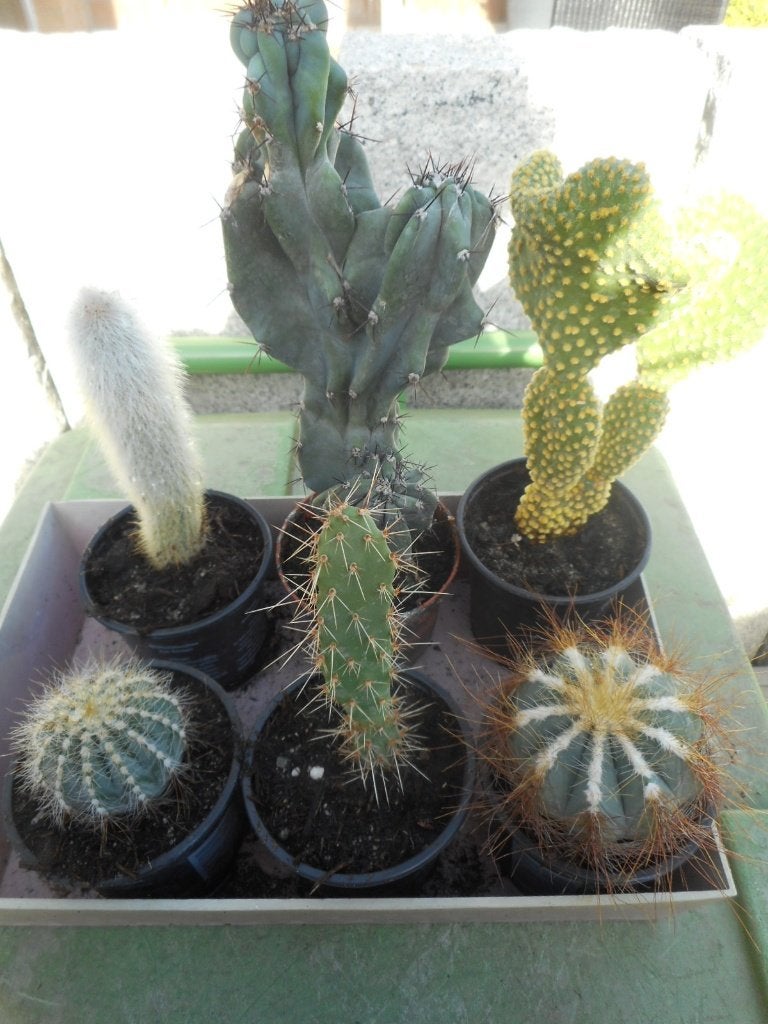 Plantes, Enlèvement ou Envoi, Plante fixe, Autres espèces, Plein soleil