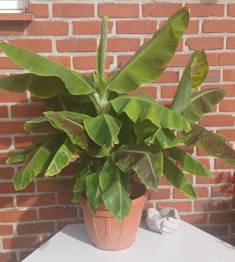 Bananenplant, Ophalen, Vaste plant, Overige soorten
